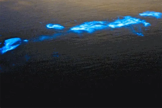 Ánh sáng phát ra từ thân cá heo vào ban đêm