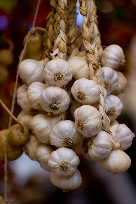 Củ tỏi