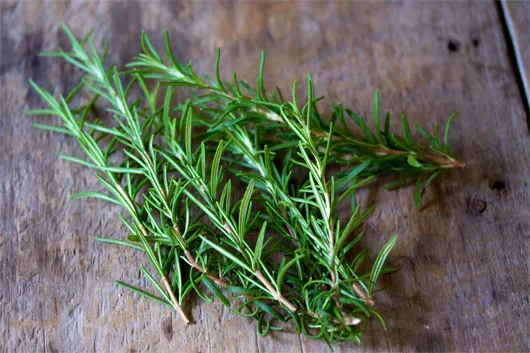 Hương thảo