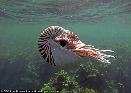 Robot Gián điệp Ốc anh vũ