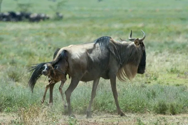 Một con linh dương mẹ đang sinh con trong Vườn quốc gia Serengeti ở Tanzania.