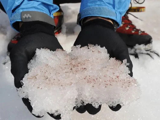 "Tuyết đỏ" trên sông băng Greenland ở Bắc Cực
