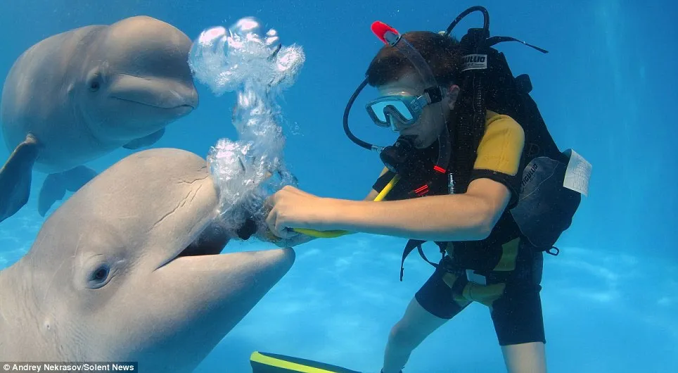 Hai chú cá Beluga này dường như thích được chụp ảnh