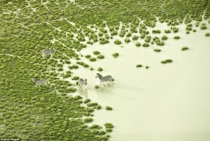 Đàn ngựa vằn băng qua các vùng nước xanh như thảm cỏ hiếm hoi ở Botswana.