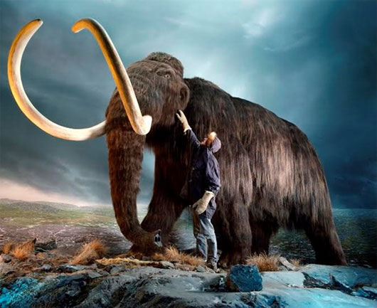 Voi mamut sẽ hồi sinh?