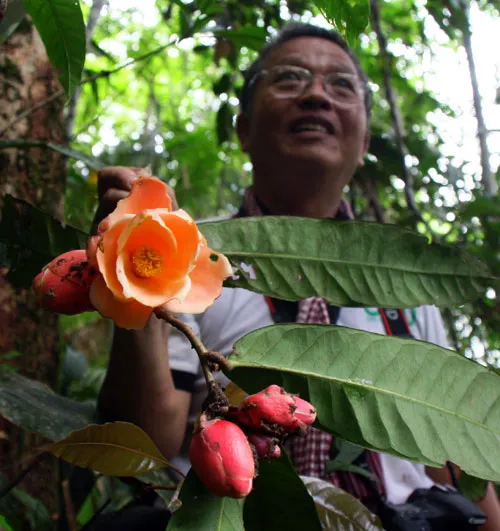 Tiến sĩ Long và hoa trà Camellia longii được phát hiện trong đợt đi thực địa năm 2011