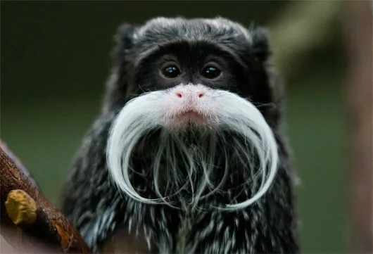 Khỉ Emperor tamarin
