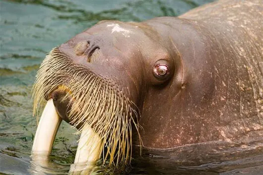 Moóc