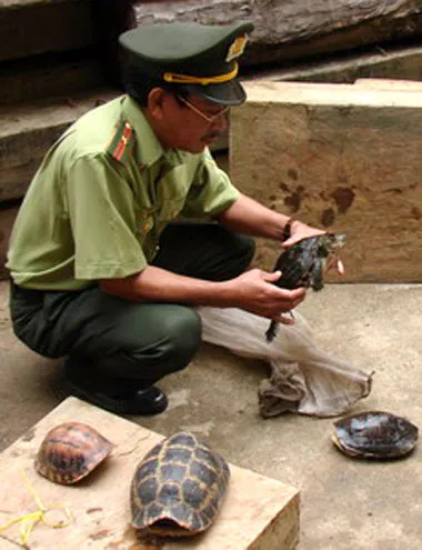 Kiểm lâm tỉnh Quảng Ngãi tịch thu loài rùa Trung Bộ cùng với một số loài rùa quý khác bị nuôi trái phép ở một nhà dân năm 2009