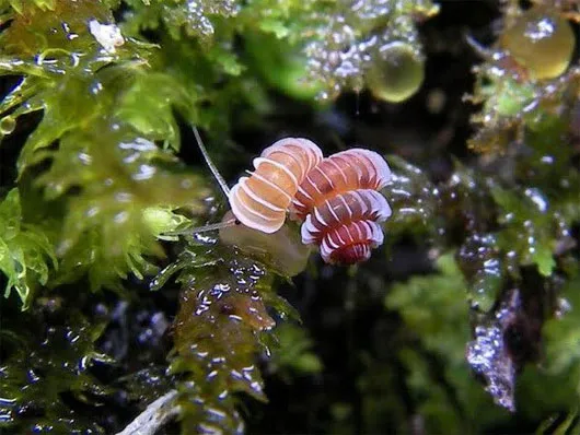 Loài ốc sên kỳ lạ