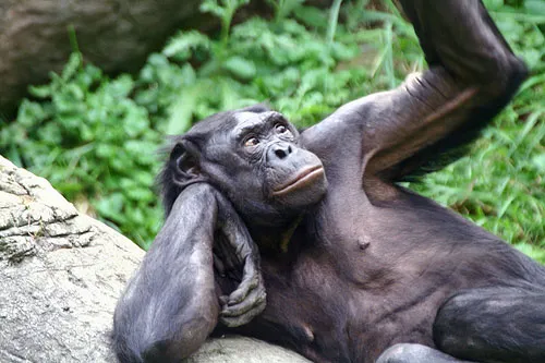 Khỉ đực Bonobo làm nô lệ tình dục