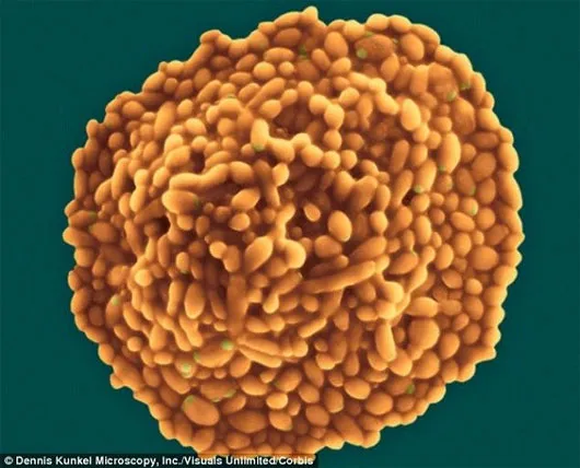 Hình ảnh nấm men Saccharomyces cerevisiae