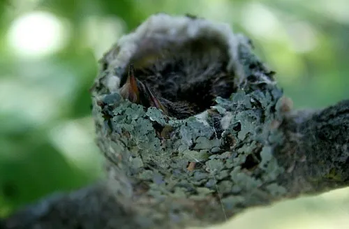 Tổ chim ruồi có kích thước khá nhỏ, được làm từ lá cây, mạnh nhện, cành cây và các vật liệu khác.