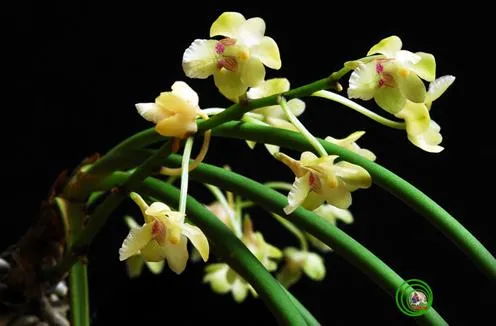 Lan giáng hương phong Aerides phongii