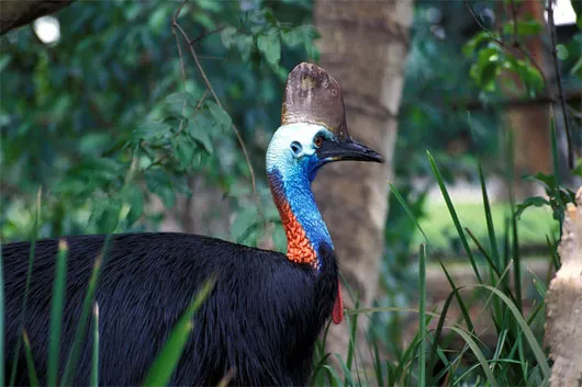 Đà điểu đầu mèo