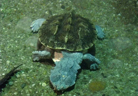 Rùa Mata mata