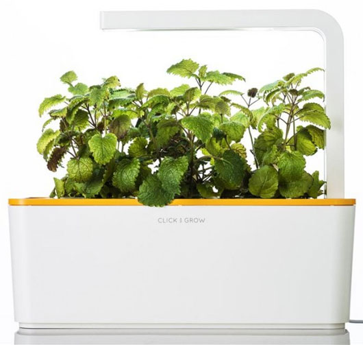 Trồng rau sạch trong phòng