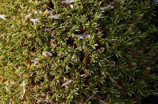 Ngắm nghía loài cây "quái vật nước dãi" xanh lè