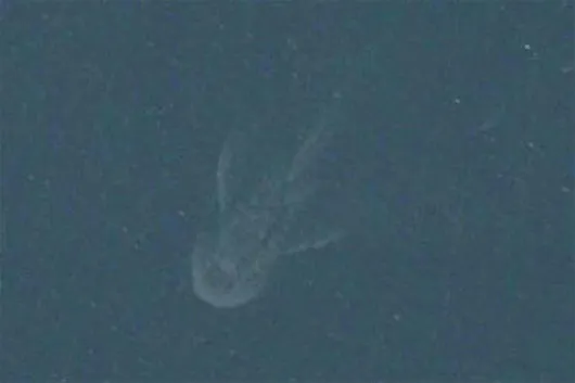 Bức ảnh được cho là quái vật hồ Loch Ness
