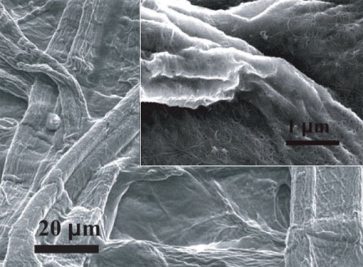 Có thể biến cây cối thành thiết bị chứa năng lượng