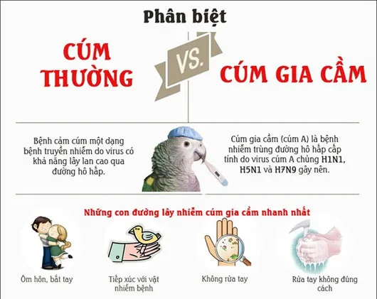 Phân biệt giữa cúm thường với cúm gia cầm