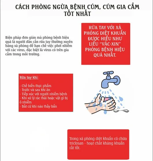 Phân biệt giữa cúm thường với cúm gia cầm