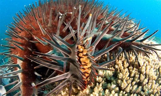 250.000 con sao biển vương miện gai đã được loại bỏ khỏi Rạn san hô lớn Great Barrier Reef