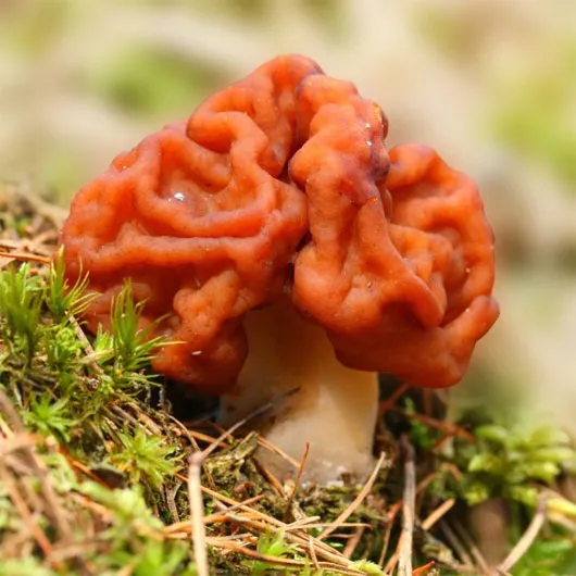 Gyromitra esculenta còn được gọi là nấm não hay nấm khăn xếp.
