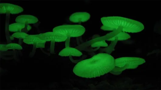 Nấm phát quang sinh học (Mycena chlorophos) sống ở môi trường cận nhiệt đới của châu Á, Australia và Brazil