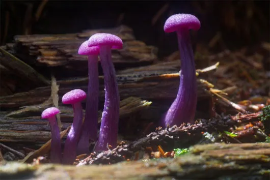 Laccaria amethystina là loài nấm có màu tím, sống ở các khu rừng thuộc Bắc Mỹ, Trung Mỹ, Nam Mỹ, châu Âu và châu Á.