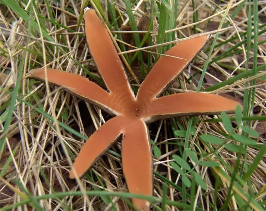 Nấm xì gà của quỷ (Chorioactis geaster) là một loài nấm rất hiếm, chỉ được tìm thấy ở một số khu vực của Texas và Nhật Bản.