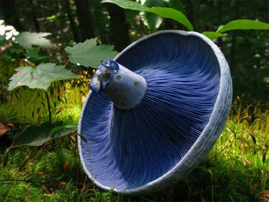 Nấm Lactarius indigo có xanh da trời đậm đến xám xanh nhạt.