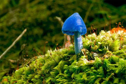 Nấm Entoloma hochstetteri có kích thước nhỏ, màu xanh dương, thường được nhìn thấy ở New Zealand và Ấn Độ.