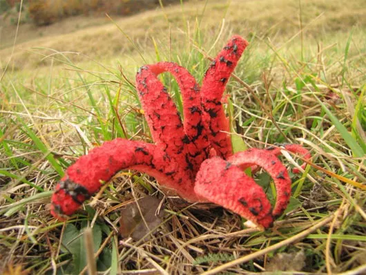 Nấm lõ chó bạch tuộc (Clathrus archeri) là loài nấm kỳ lạ có nguồn gốc từ Australia và Tasmania.