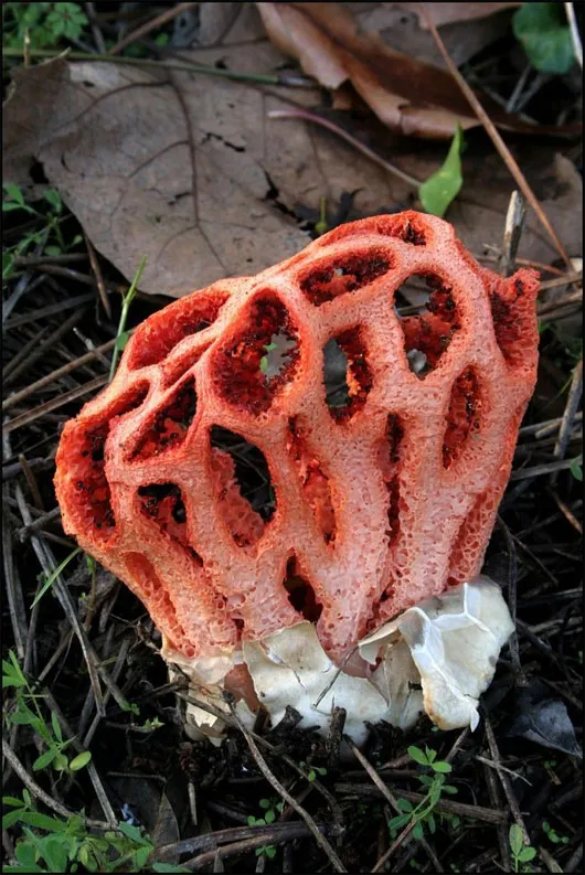 Nấm lồng đỏ (Clathrus ruber)