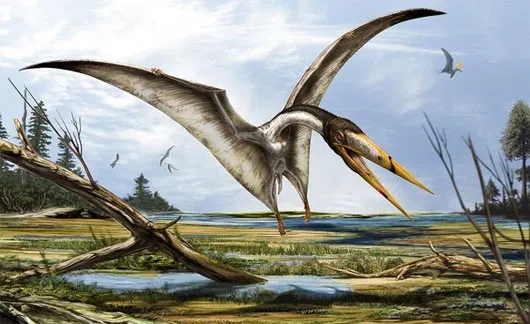 Hình ảnh của một Pterodactyloidea