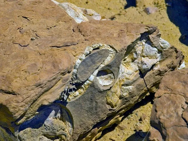 Những hóa thạch ở Wadi Al-Hitan có niên đại 50 triệu năm, cho thấy là phân bộ cá voi trẻ nhất, trong giai đoạn cuối cùng của quá trình tiến hóa từ động vật sống trên cạn cho đến một cuộc sống trên biển.