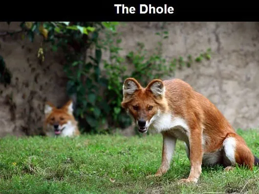 Chó hoang Dhole