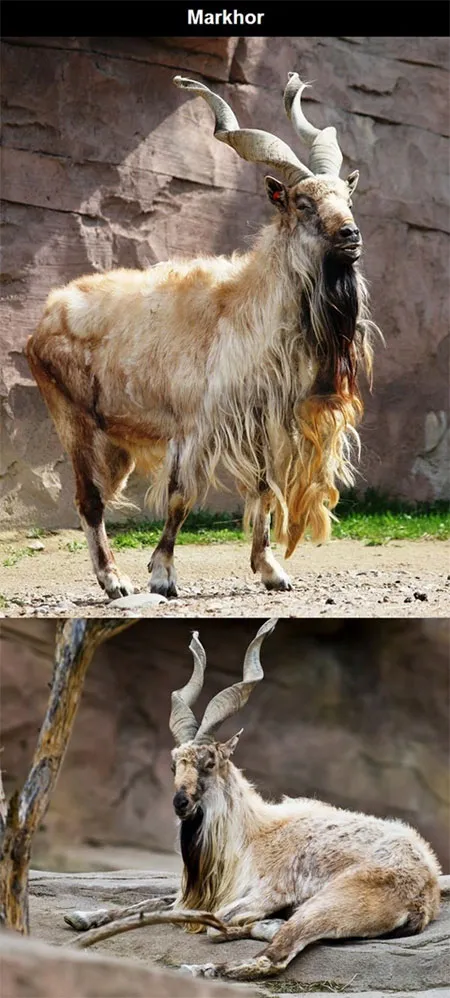 Dê núi