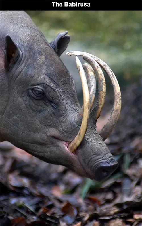 Lợn lòi babirusa