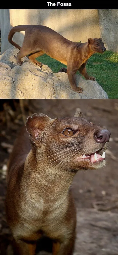 Mèo rừng Fossa