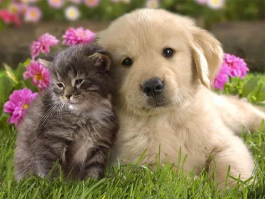 6 cách "lừa đảo não bộ" khiến con người làm việc chăm chỉ hơn