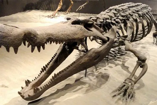 Một bộ xương của cá sấu Deinosuchus