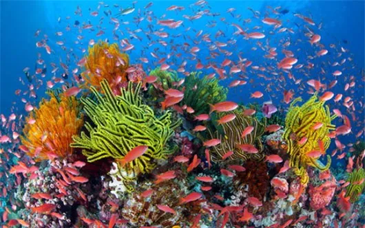Rạn Great Barrier nổi bật với các loài san hô và cá nhiều màu sắc