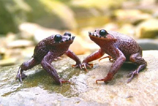 Cóc Leptobrachium boringii là loài lưỡng cư và thường sống ở vùng ôn đới