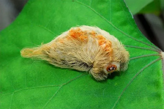 Sâu bướm có gai tẩm độc
