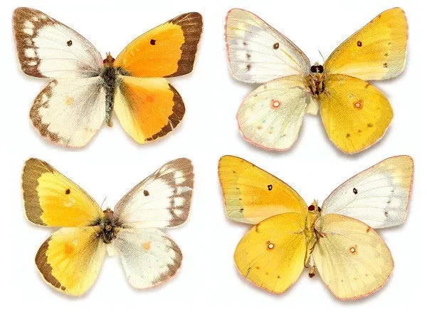 Đôi cánh tuyệt đẹp của các loài bướm "nửa đực nửa cái"
