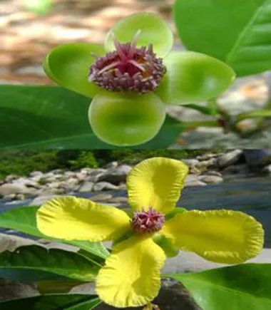 Loài Dillenia Tetrapetala