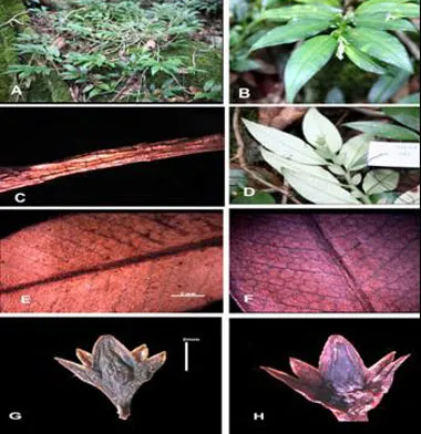 Loài Argostemma glabra
