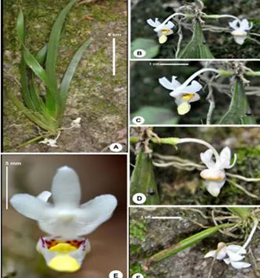 Loài Cordiglottis longipedicellata